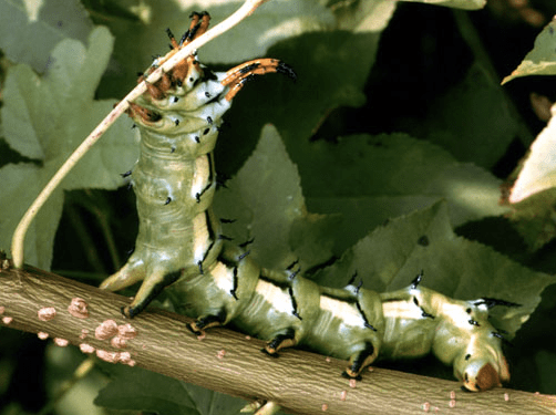 This guide includes many of the caterpillars you might find while gardening or just being outside