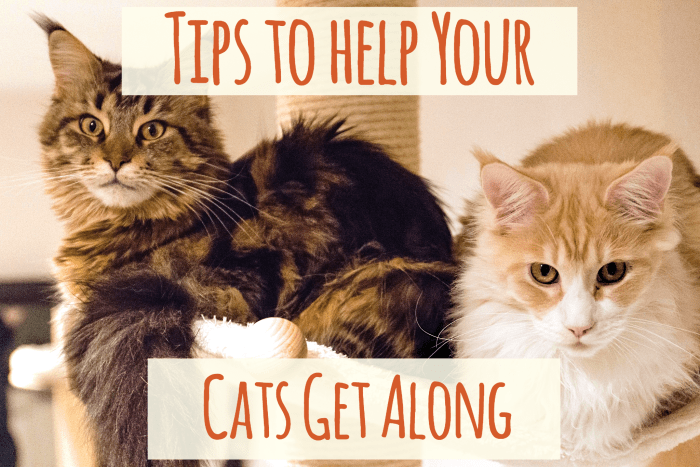 Find out some reasons why cats sometimes don't get along and some tips to help them co-exist peacefully in your home.
