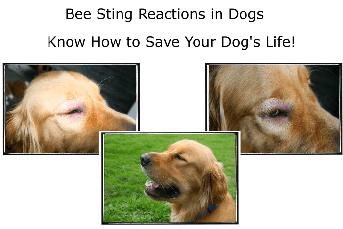 Act quickly to save your dog's life. Keep your vet's number on hand and give your dog anti-allergy medication to reduce swelling.