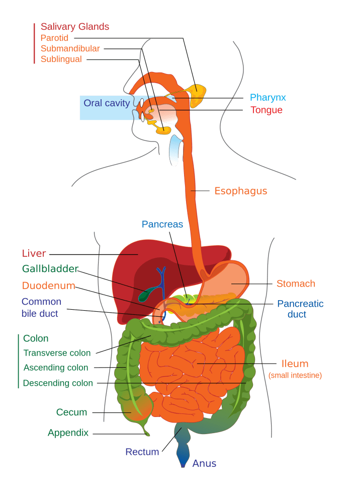 Irritable bowel syndrome causes spasms of the intestines. Ulcerative colitis affects the large intestine which includes the colon and rectum. Crohn's disease affects the small and large intestine, as well as other parts of the digestive system.