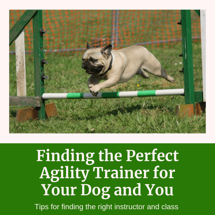 This article will break down seven crucial tips for those looking to enter the exciting world of agility competitions with their dogs.
