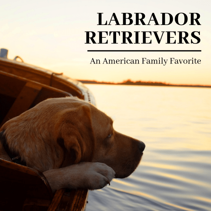As the most popular dog breed in America for 21 years running, the labrador retriever is a perfect canine companion for many homes, and this article will break down why.