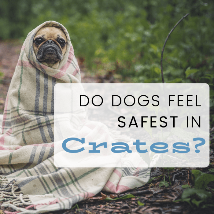 Are Dogs Really Den Animals? PetHelpful By fellow animal lovers and experts