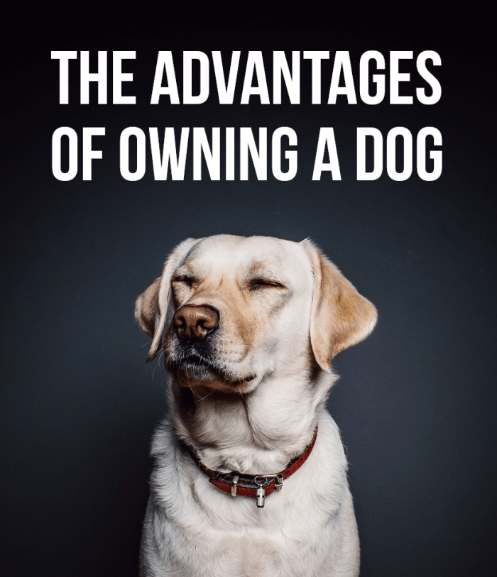 If you want to find out the main positives of owning a pet dog, read on...