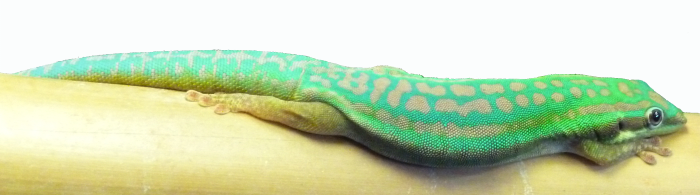 Phelsuma day geckos are considered fairly difficult to keep, and cannot be handled, but I love their bright colours. This is my P. cepediana male.