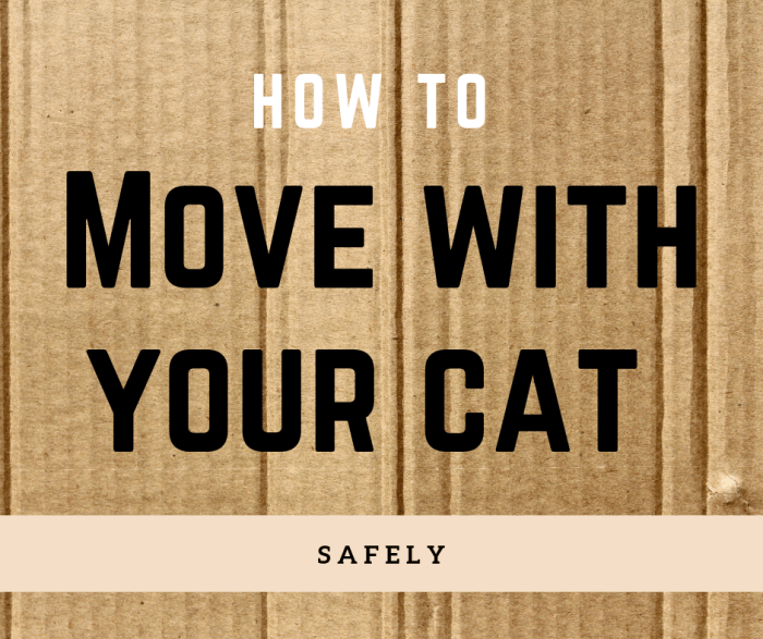Moving your cat to a new home can be stressful. Follow this guide to make it as easy as possible (for the both of you)!