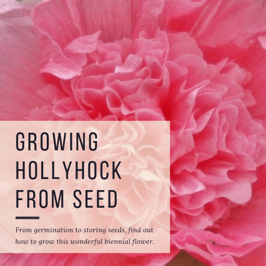 This guide will show you everything you need to know to grow, care for, and propagate the wonderful biennial Alcea rosea, also known as hollyhock.
