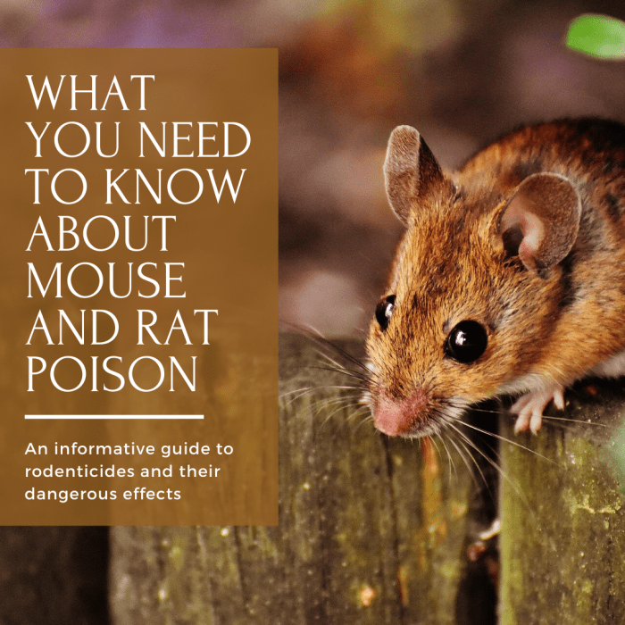This article will break down the perils of first- and second-generation rodenticides and how you can control your rodent problem with less dangerous measures.