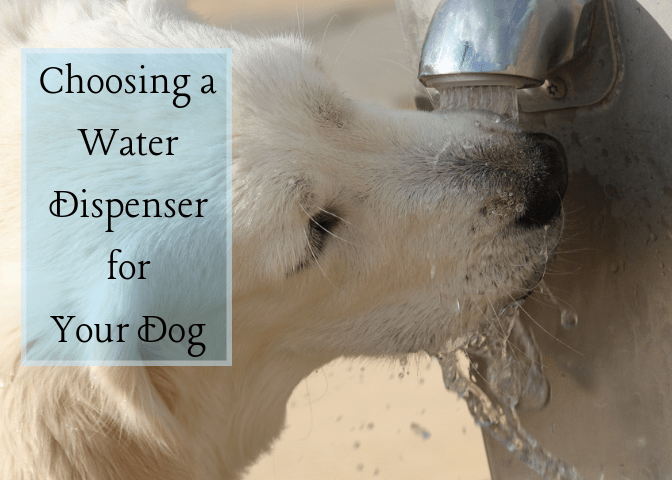 By using a water fountain, your pet will have access to cool, clear, fresh water at all times to keep them hydrated and healthy.