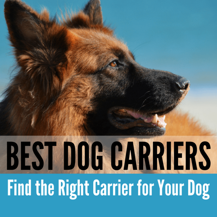 Here's everything you need to know about choosing the best size, style and brand of carrier for your dog.