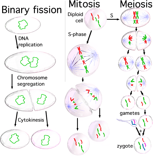 tři typy buněčného dělení