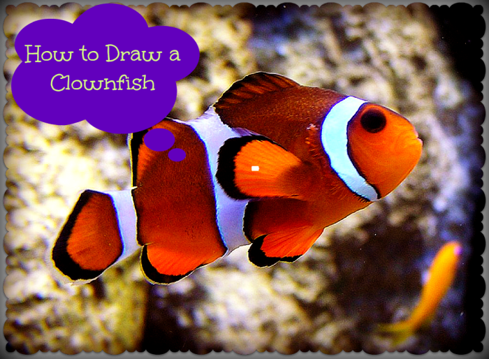 How to draw a clown-fish with step-by-step instructions