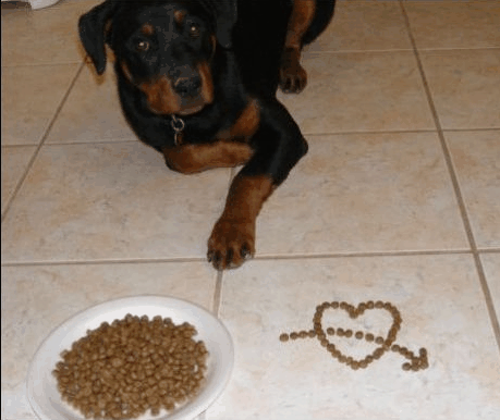 A dogs' taste buds compared to a humans' lose the taste award.