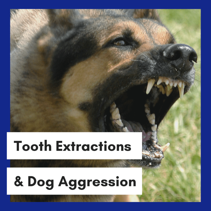 Is "Disarming" Your Dog the Easy Way Out?