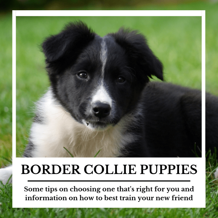This article will provide you with plenty of information to help you choose a border collie that's right for you, as well as provide guidance on how to best train it.