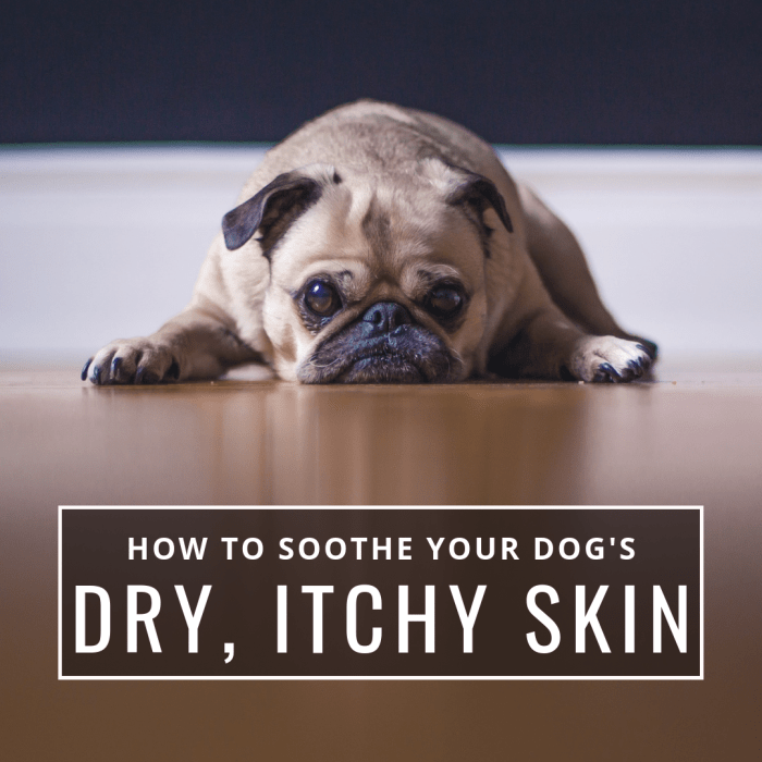 Some dog breeds are prone to dry skin that can make them feel miserable. Luckily, there are things you can do to help.