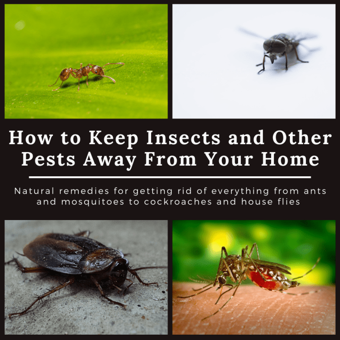 This guide will provide plenty of home remedies for getting rid of various insects and other pests.