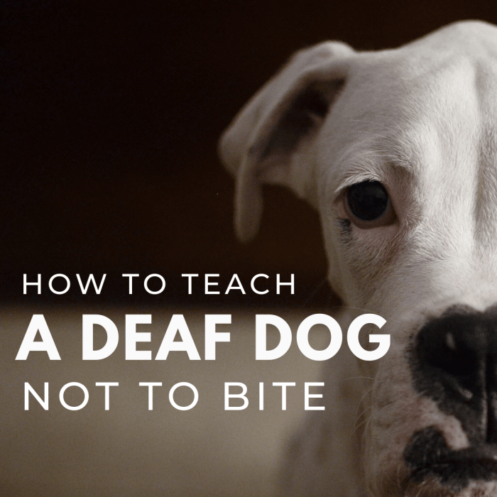 How to Teach a Deaf Dog Not to Bite (Bite Inhibition