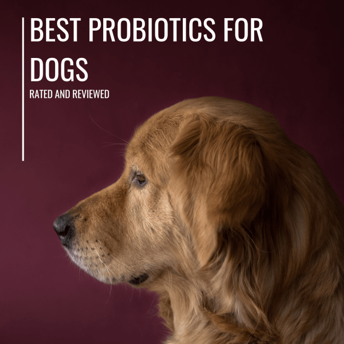 6 Best Probiotics for Dogs With Diarrhea and Allergies Rated PetHelpful