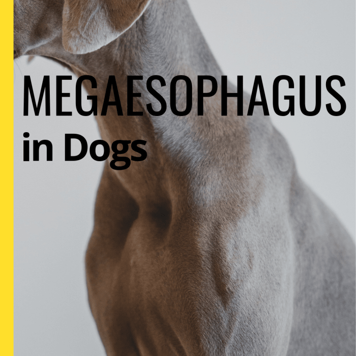 The Best Foods for Dogs With Megaesophagus PetHelpful