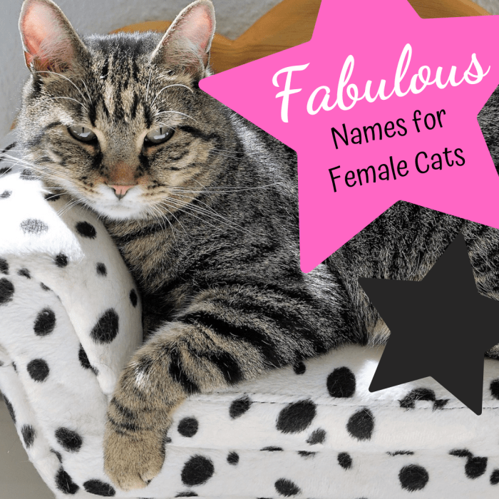 Majestic Cat Names: 88 Fabulous Names for Females ...