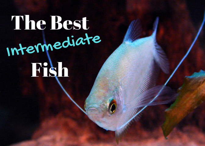 Intermediate fish require a bit more care than fish for beginners, and many of them are quite beautiful! This is a moonlight gourami.