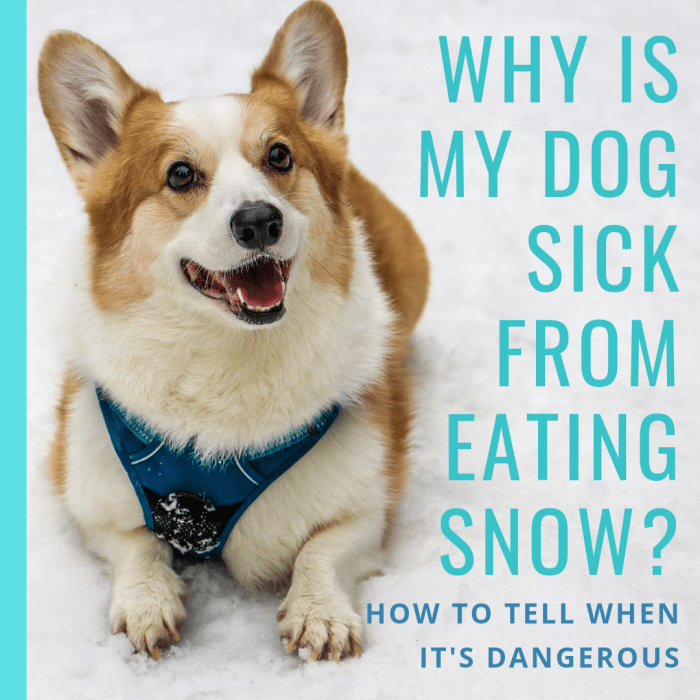 Learn why dogs like to eat snow, why they can get sick from it, and how eating snow can be dangerous.