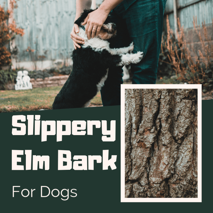 Slippery Elm Bark for Dog Diarrhea and Upset Stomach PetHelpful
