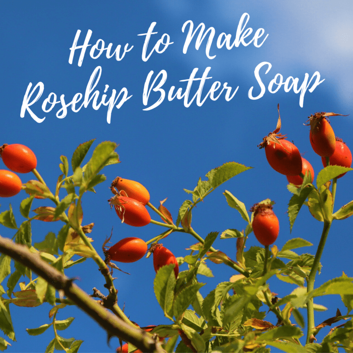 This article will show you how to make a rosehip butter soap that can be great for people with the skin condition rosacea.