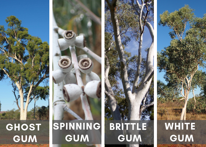 Various White Eucalyptus Trees (Source Links at Bottom of Article)