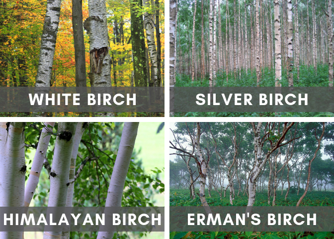 Various White Birch Trees (Source Links at Bottom of Article)