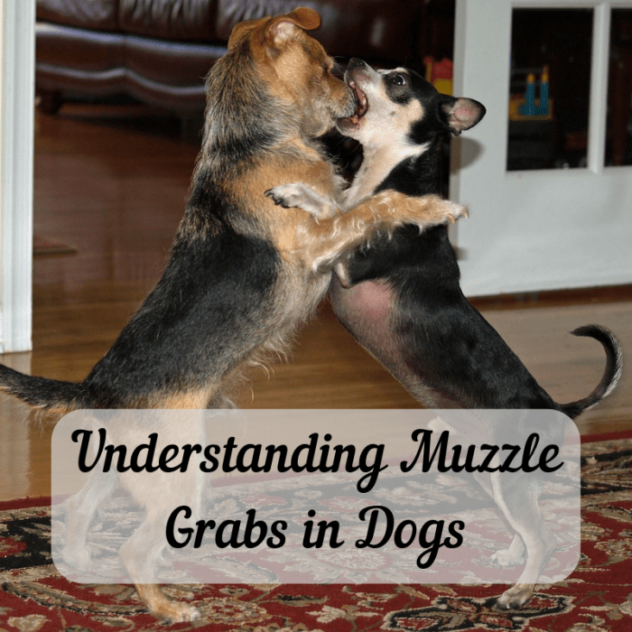 Dogs "bite" each other on the snouts fairly often, but dog owners probably shouldn't mimic this behavior during training.