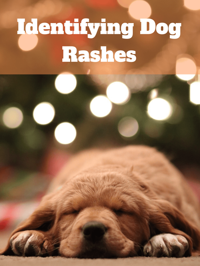 Can Dogs Get Chicken Pox? Possible Causes of Your Dog's Rashes