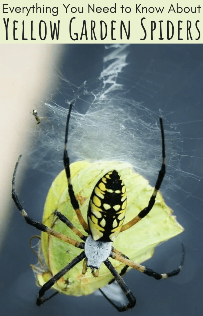 Yellow garden spiders eat relatively large prey, including butterflies and moths, and are known for the distinctive lightning-bolt patterns in their webs (see top middle of photo).