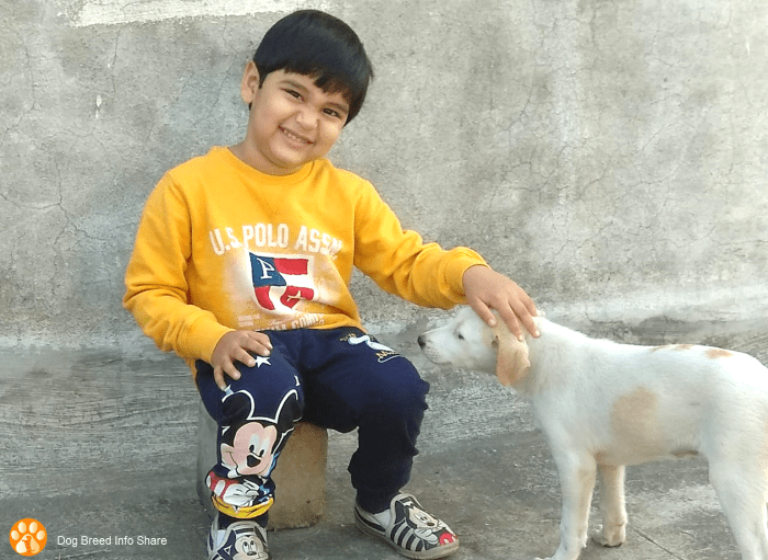 The pariah dog, a native dog breed of India, is affectionately known for its great manner, health, and hardiness.