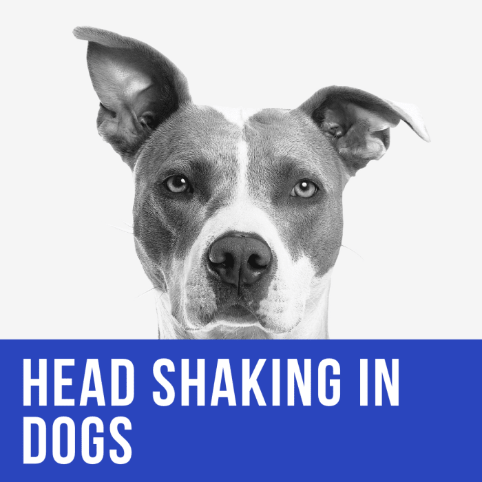 Why Is My Dog Shaking His Head? - PetHelpful