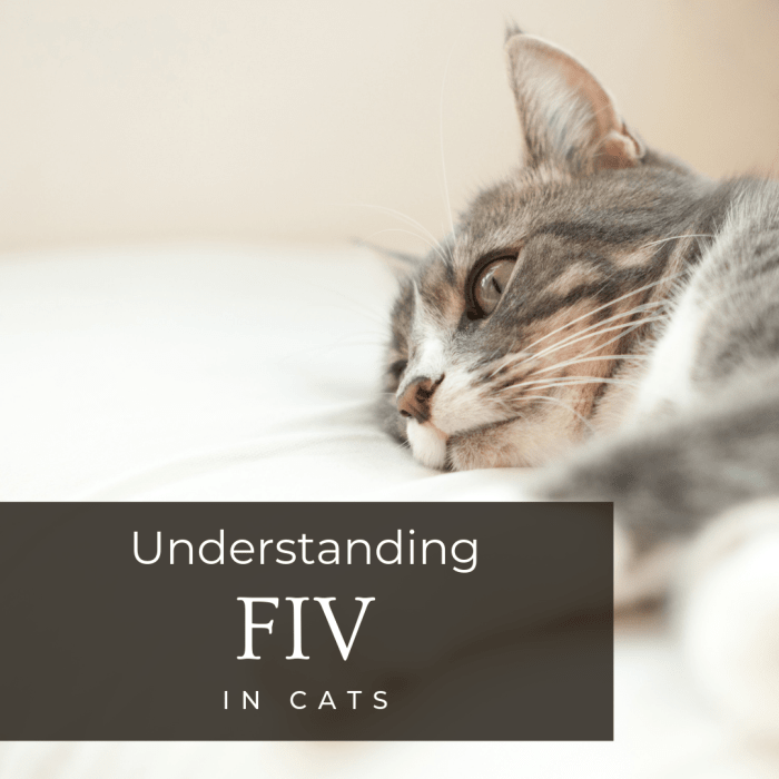 This article will help you better understand FIV with information about diagnosis, treatment, and prevention methods.
