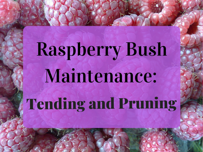 Pruning is an important part of growing healthy, fruit-bearing raspberry bushes. This guide will show you when and how to prune your raspberry bushes for optimal growth.