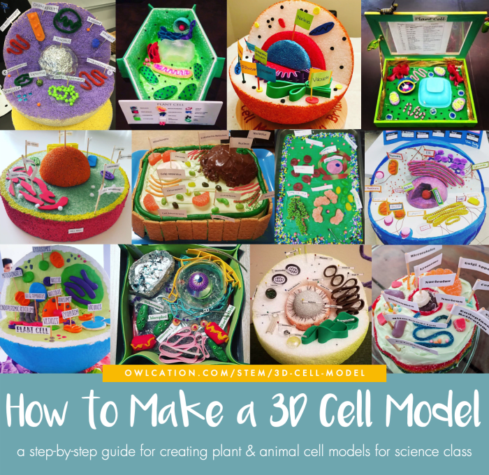 How to Create 3D Plant Cell and Animal Cell Models for Science Class ...