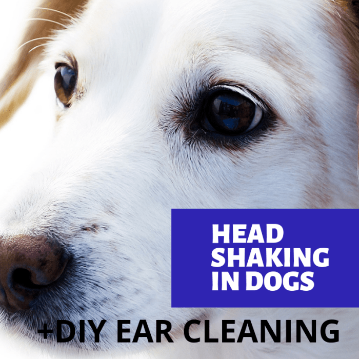 왜 당신의 개는 머리를 흔들고있다?