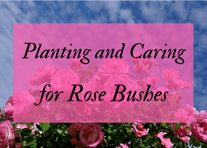 Whether it be in a container or in the ground, growing healthy roses with gorgeous blooms is easier than one might think! This article will provide all the basic info you need to produce hearty bushes with exquisite roses.