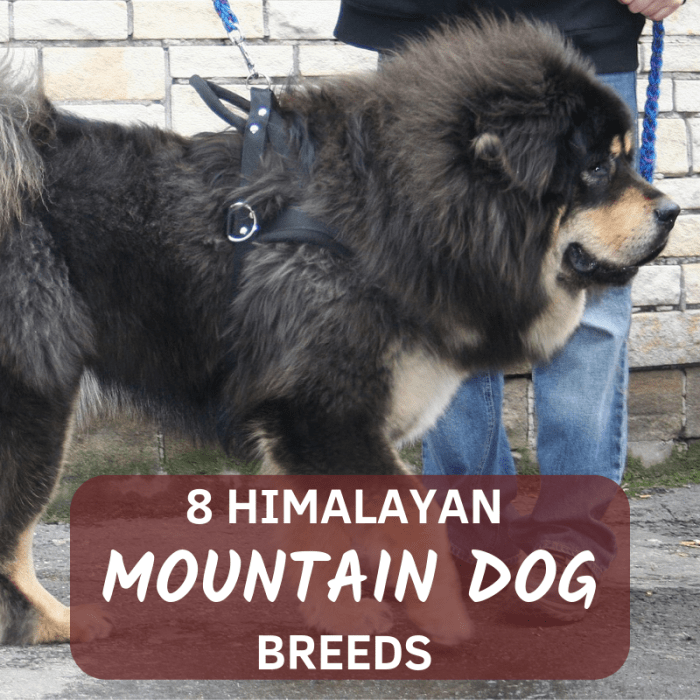 The Himalayan mountain range is is home to some of the largest, fiercest and most loyal dog breeds in the world.