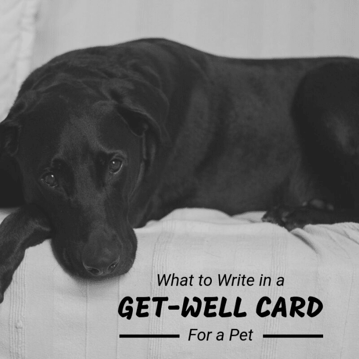 When pets get sick, their owners get anxious. Give them some support and reassurance by writing a thoughtful get-well card.