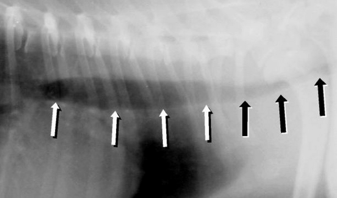 X-Ray of Collapsed Trachea in Yorkshire Terrier: The white arrows indicate the normal-sized trachea, whereas, black arrows mark the collapsed trachea.