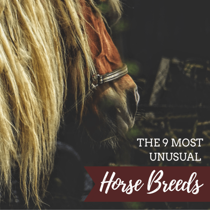 Since the domestication of horses some 6,000 years ago, many breeds and varieties have developed—these 9 are among the most unique.