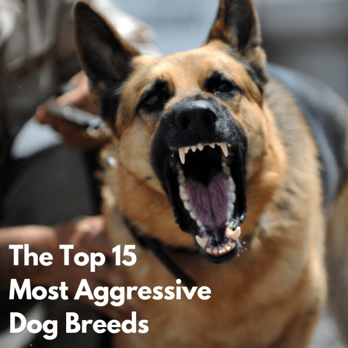 This article will break down 15 of the most aggressive dog breeds around the world and give you a few details about each one.