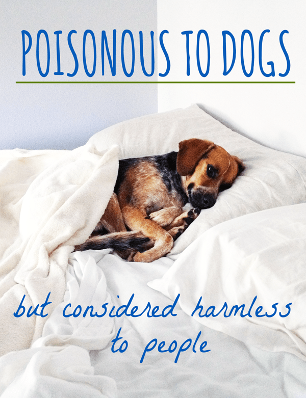 You may think your dog's tummy is indestructible—after all, they eat anything and everything, right? Wrong. Many common items and foods can be toxic for your pup.