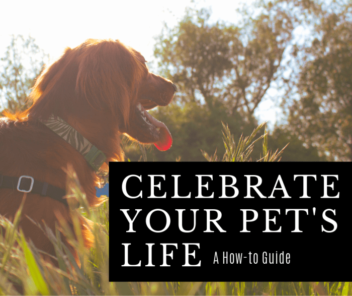 When a beloved pet passes away, it is important to celebrate their life. Here's how you can do that using a Wiccan ritual.