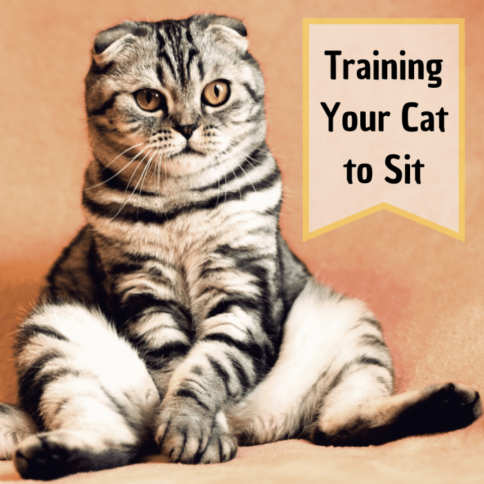 With the right tools and attitude, you can teach your cat to sit on command. This is great for mental stimulation, a cool party trick, and growth in the relationship between you and your fluffy friend.