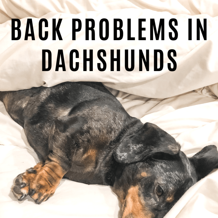Dachshund Back Problems and How to Prevent Jumping PetHelpful By